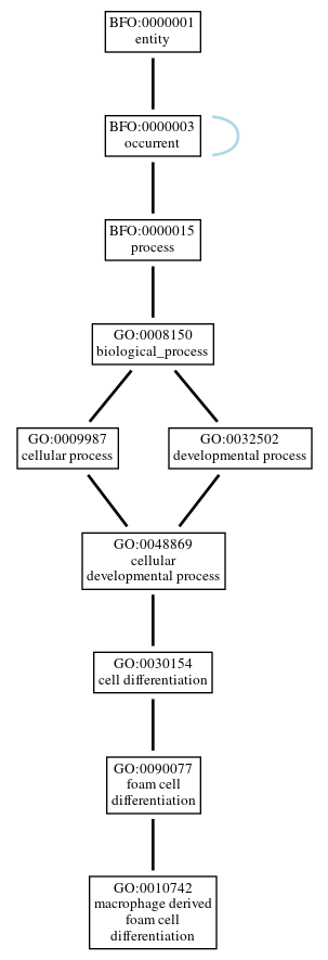 Graph of GO:0010742