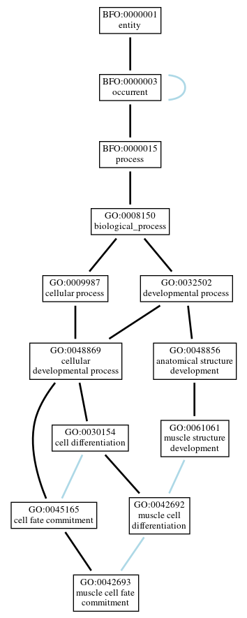 Graph of GO:0042693
