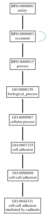 Graph of GO:0044331