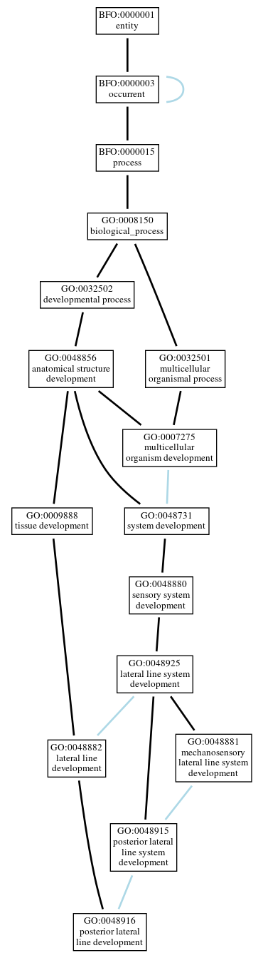 Graph of GO:0048916