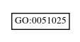 Graph of GO:0051025