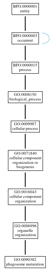 Graph of GO:0090382
