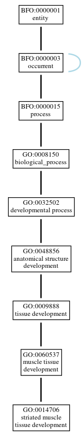 Graph of GO:0014706