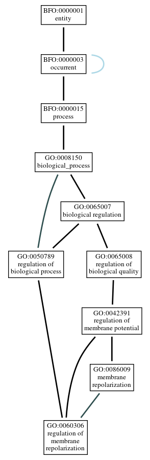 Graph of GO:0060306