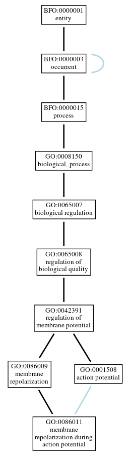 Graph of GO:0086011