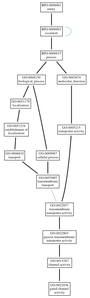 Graph of GO:0022836
