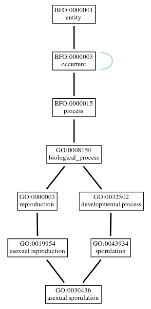 Graph of GO:0030436