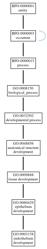 Graph of GO:0003158