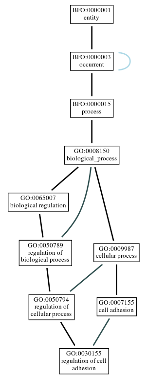 Graph of GO:0030155