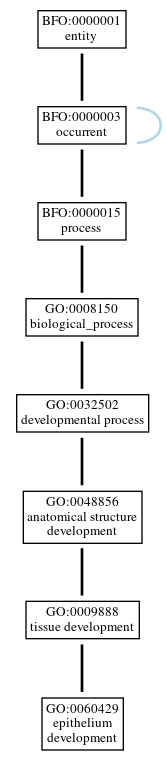 Graph of GO:0060429