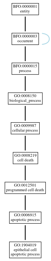 Graph of GO:1904019