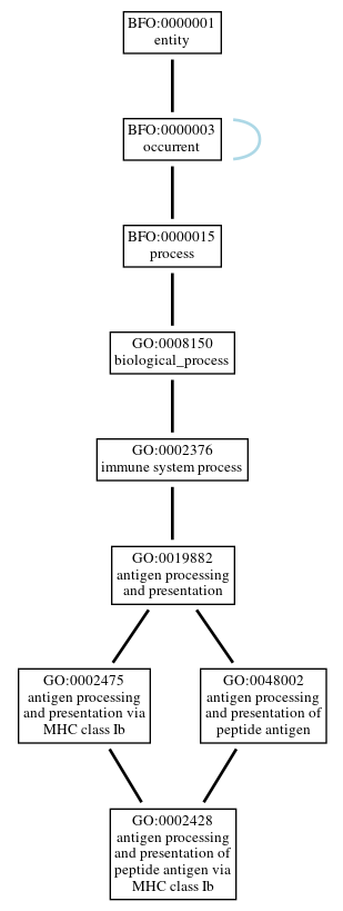 Graph of GO:0002428