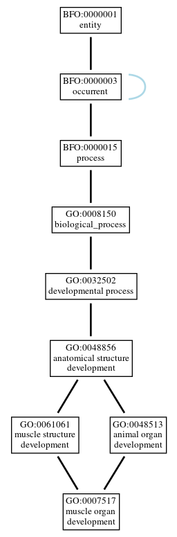 Graph of GO:0007517