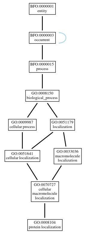 Graph of GO:0008104