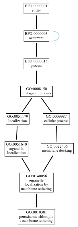 Graph of GO:0010381