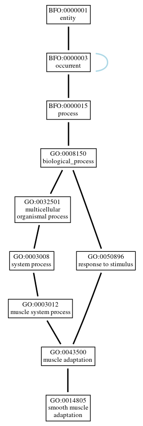 Graph of GO:0014805
