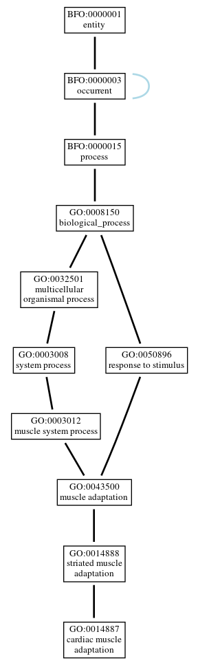 Graph of GO:0014887