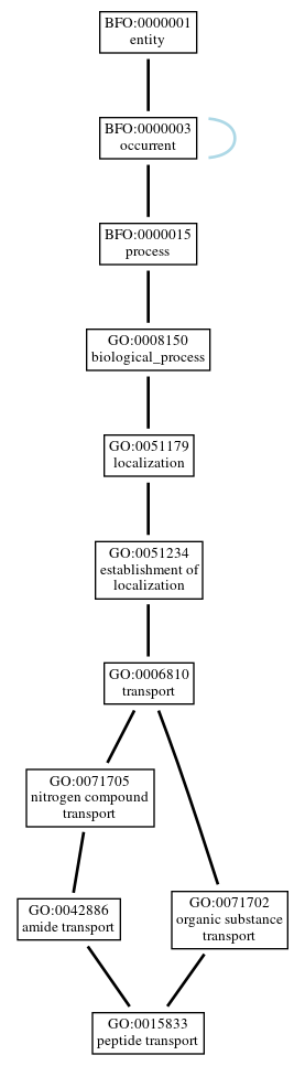 Graph of GO:0015833