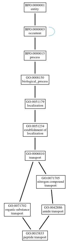 Graph of GO:0015833