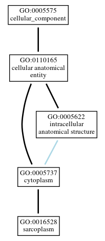 Graph of GO:0016528