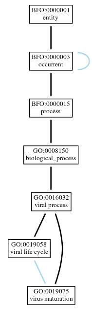 Graph of GO:0019075