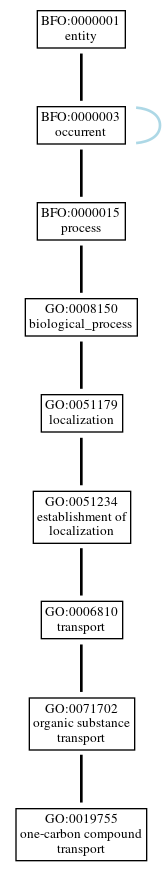 Graph of GO:0019755