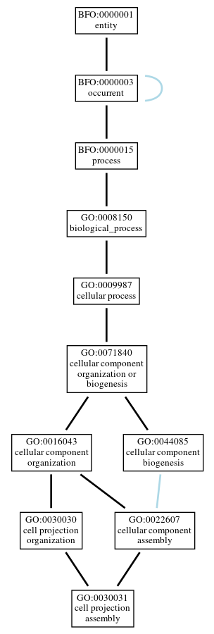 Graph of GO:0030031