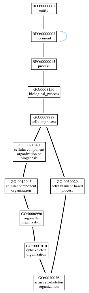 Graph of GO:0030036