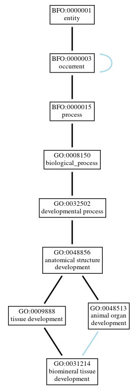 Graph of GO:0031214