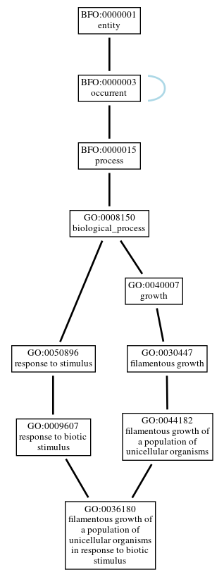 Graph of GO:0036180