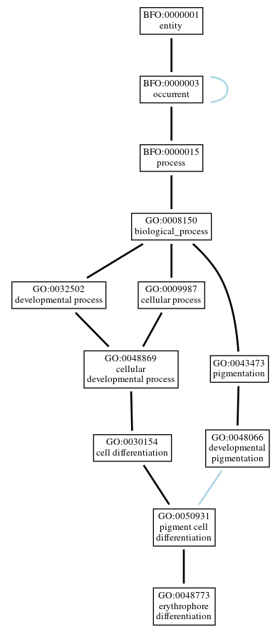 Graph of GO:0048773