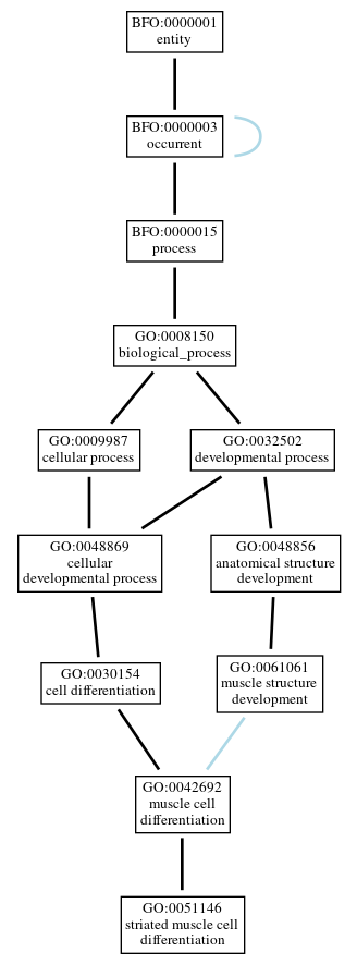 Graph of GO:0051146