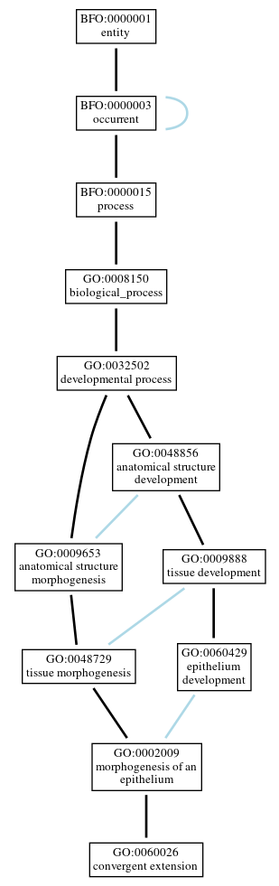 Graph of GO:0060026