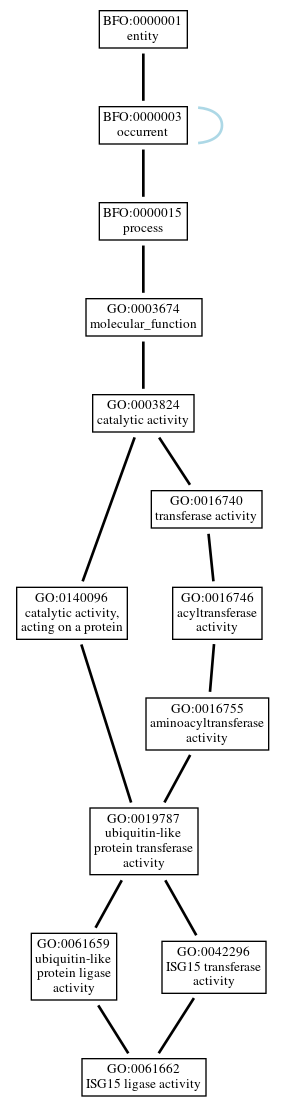 Graph of GO:0061662