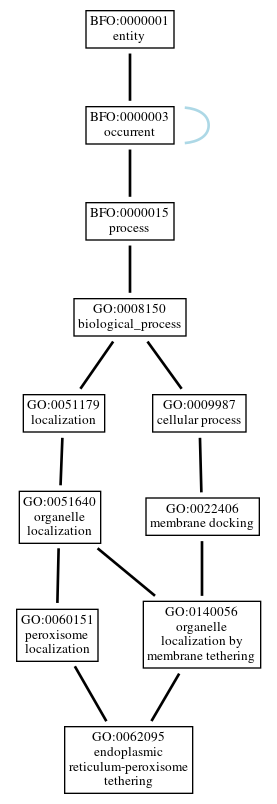 Graph of GO:0062095