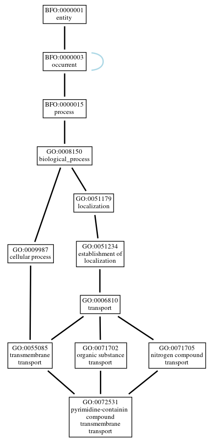 Graph of GO:0072531