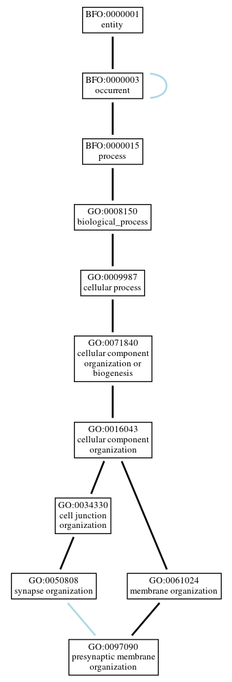 Graph of GO:0097090
