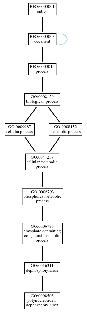 Graph of GO:0098506