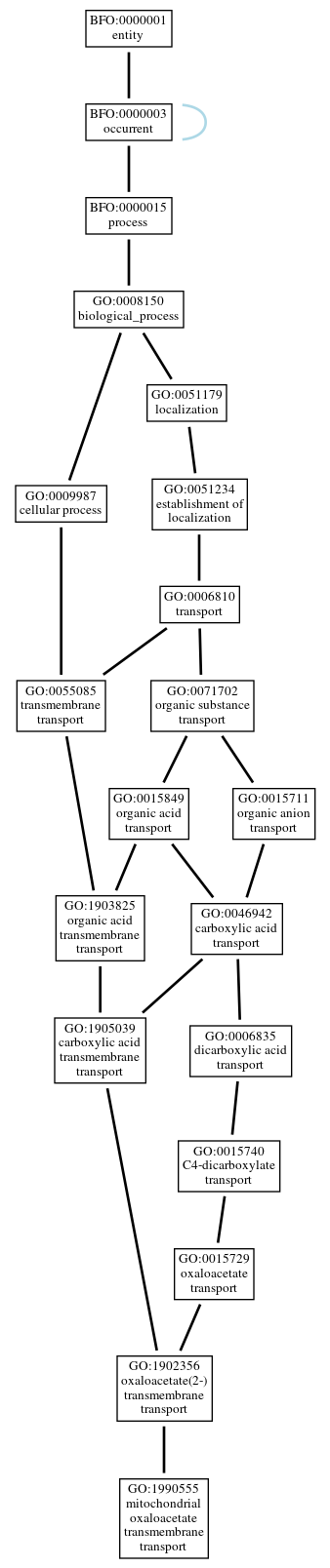 Graph of GO:1990555