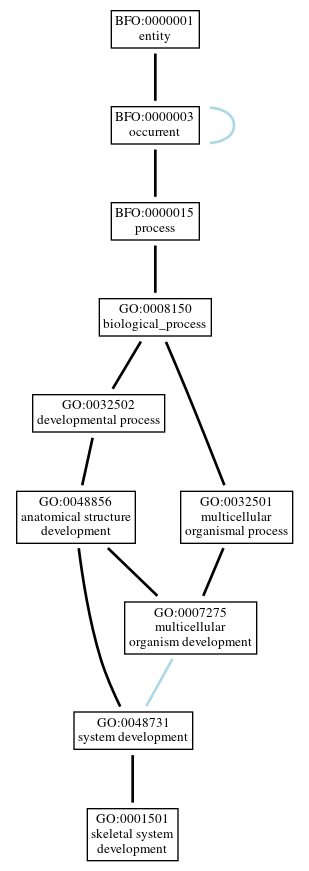 Graph of GO:0001501