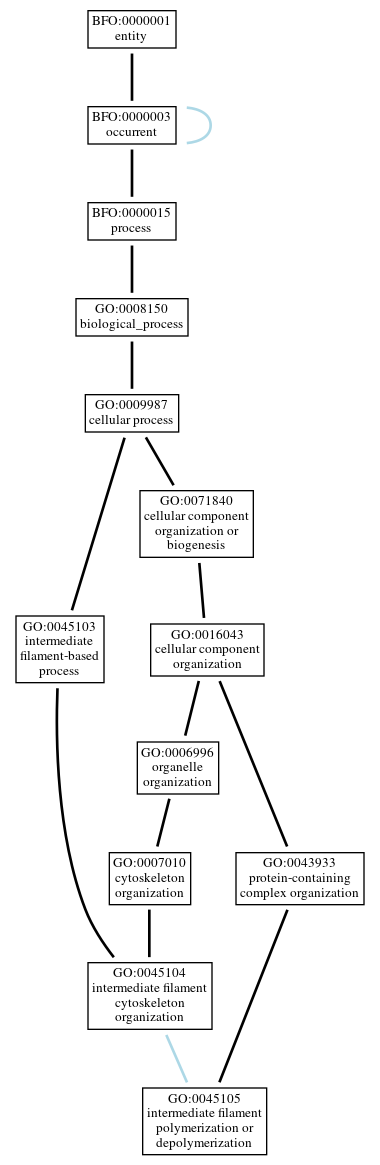 Graph of GO:0045105