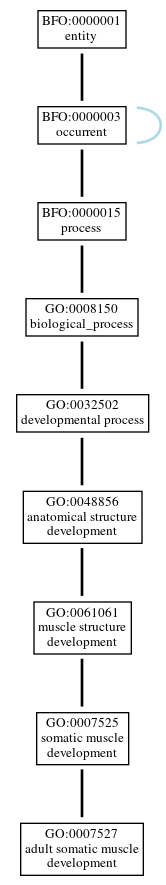 Graph of GO:0007527