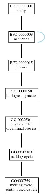 Graph of GO:0007591
