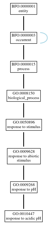 Graph of GO:0010447