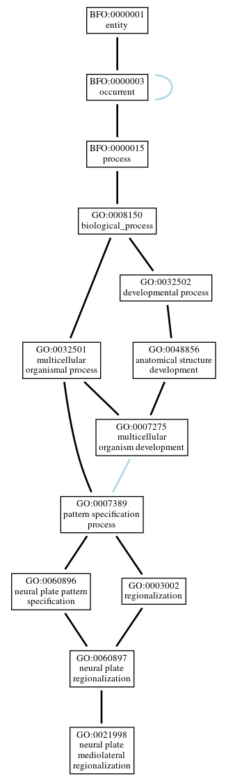 Graph of GO:0021998