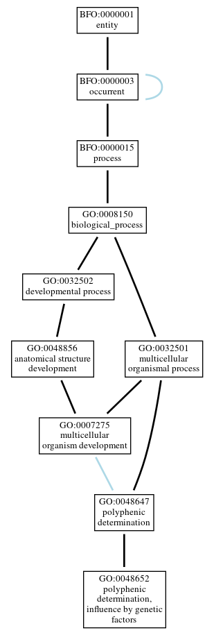 Graph of GO:0048652