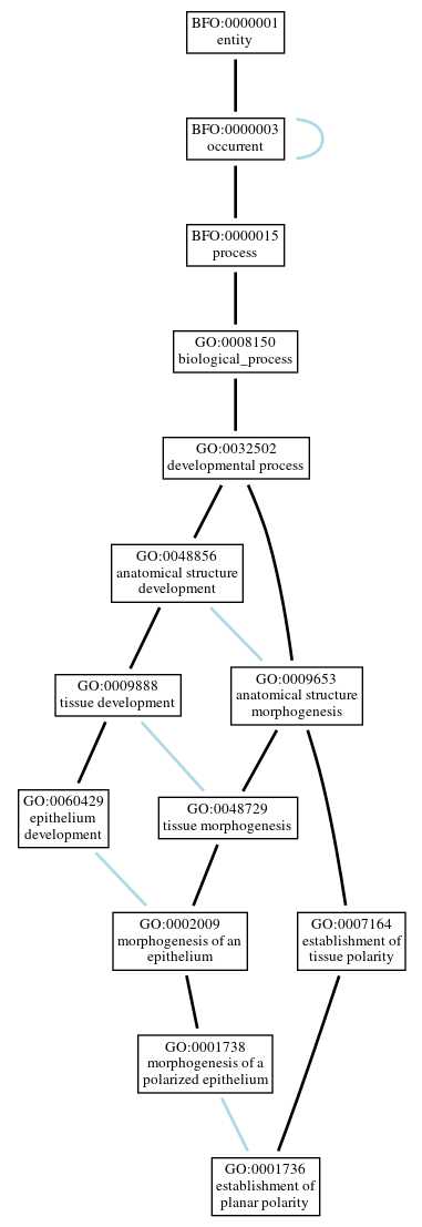 Graph of GO:0001736
