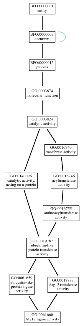 Graph of GO:0061660