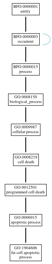 Graph of GO:1904606