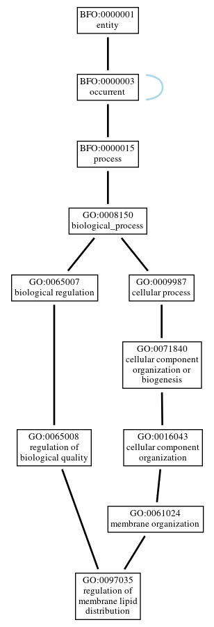 Graph of GO:0097035